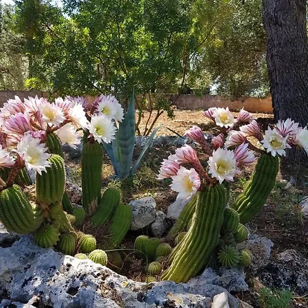 B&B Trulli Di Spinaruta 4*